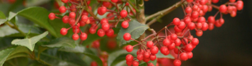 Coral bush